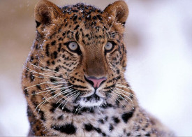 Amur Leopard