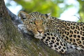 Anatolian Leopard