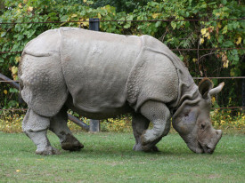 Javan Rhino