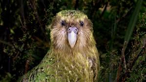 Kakapo