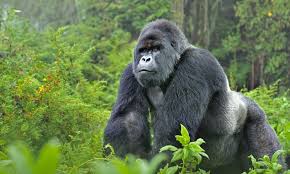 Mountain Gorilla