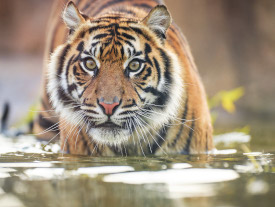 Sumatran Tiger