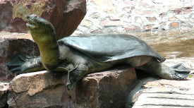 Yangtze Giant Softshell Turtle
